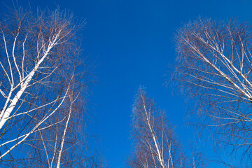 The tops of birches against a blue sky