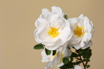 Branch of white wild rose flowers isolated on beige background.