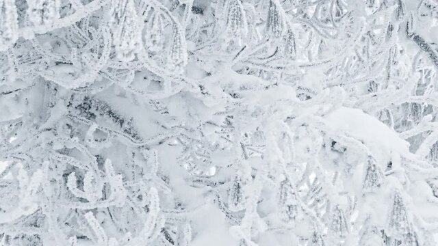Pines stir slightly in wind. Branches frozen, covered with rime and snow. Snowfall completely covered winter trees.Trunk froze from severe frost and blizzard.