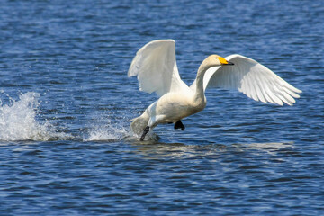 Whooper swan taking off from the water.