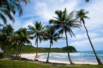 Coqueiros na Prainha