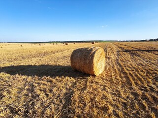 Blue sky over yellow mown wheat field with haystacks