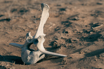 Camel skeleton bone of vertebrae spine bone on the desert sand in the middle east.