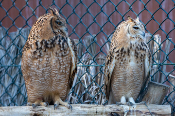 A pair of Pharaoh eagle-owl (Bubo ascalaphus) up close perched on brach resting in United Arab Emirates.
