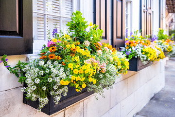 Wall exterior siding house architecture sidewalk and multicolored yellow flowers in planter as decorations in Charleston, South Carolina - obrazy, fototapety, plakaty