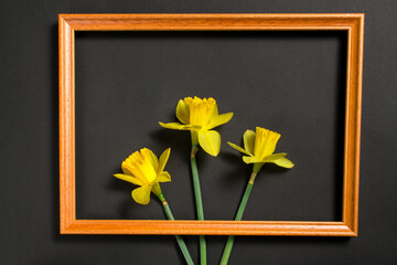 Yellow narcissus flowers in a wooden border on the black background. Springtime concept. Easter flat lay with copy space.