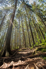 Pine forest in the mountains. Upward view. Hiking trail in the mountains through the forest