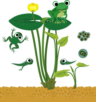 Frog life cycle. Sequence of stages of development of cartoon frog from frogspawn to adult animal