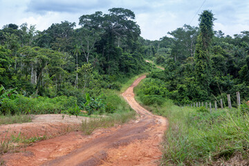Fototapeta na wymiar Beautiful view of forest trees and dirt road in Chico Mendes Reserve in the Amazon rainforest, Xapuri, Acre, Brazil. Concept of nature, ecology, conservation, global warming and environment. 