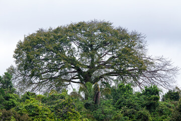 View of gorgeous Brazil nut tree, Bertholletia excelsa, highest in the forest on a sunny summer day in the Amazon rainforest. Concept of nature, biodiversity, environment, ecology, conservation.