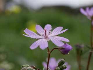 Fototapeta premium Small fragrant lilac flowers of Bulbous Crane's-Bill in a meadow on a sunny spring day. Geranium tuberosum is a perennial plant in natural conditions