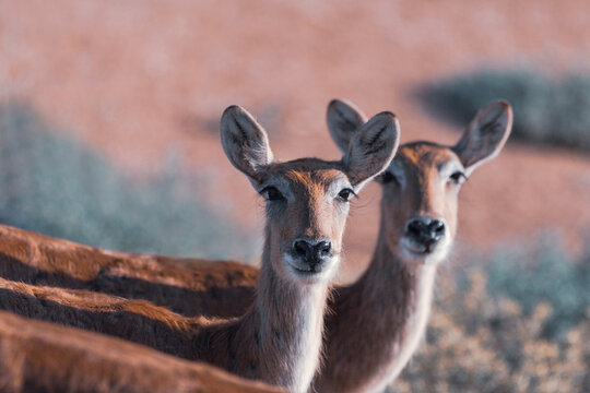 Two female sitatunga antelopes.