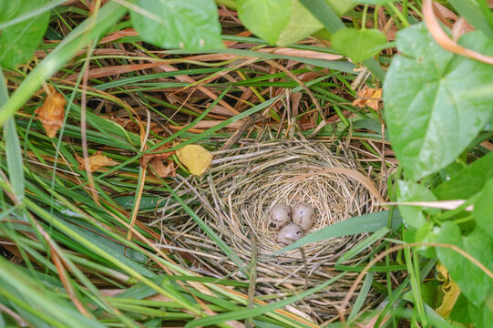 Reed bunting nest and eggs hidden in the brush.