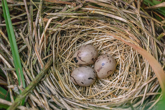 Reed bunting nest and eggs hidden in the brush.