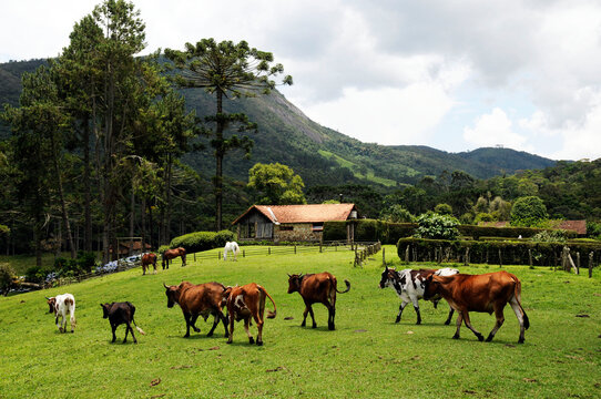 Vacas e bois caminhando em frente casa feita de pedras no Ref&uacute;gio Ecol&oacute;gico Vale dos Veados - Parque Nacional da Serra da Boca&iacute;na