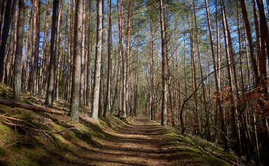 Obraz premium Wals im Frühling