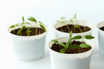  Plastic containers with pepper seedlings and eggplant on a white background. Copy space. Selective...