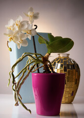Weiße Orchidee im magenta Blumentopf