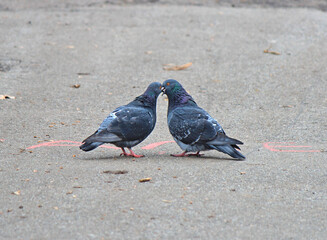 spring love and kisses of pigeons