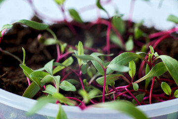  Red-green chard sprouts in a transparent container. Macro. Selective focus.