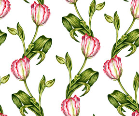Hand drawn watercolor pattern with pink and white tulips and green leaves isolated on white background. Colorful flower, botanical illustration. Bloom, nature, rustic, floral, petal, spring wallpaper.