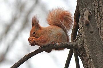 squirrel on a tree branch gnaws a delicious nut