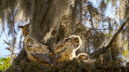 Owl family gathering