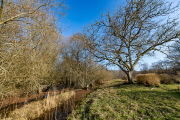 Forest in the Loire Valley Countryside - near Langeais - France