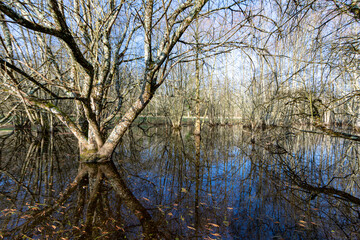 Flooded forest in the Loire Valley Countryside - near Langeais - France