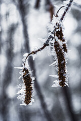Frost on dry birch catkins