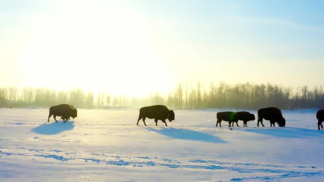 winter snow covered path of a closeup of a herd of buffalos with their baby offspring bison calves walk closely with each duirng a sunrise lens flare of a big sunny sun reflecting with shadows 3-3