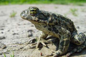 Green toad.