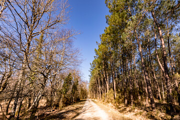 Forest in the Loire Valley Countryside - near Langeais - France