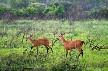 Cervo do Pantanal durante chuva - Parque Nacional do Araguaia