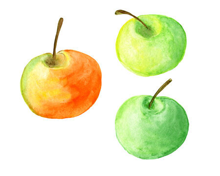Watercolor, background, drawing, frame apple,food fresh nature, , paint illustration.