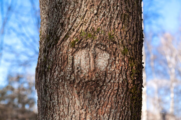 Nature created a face on the bark of a tree