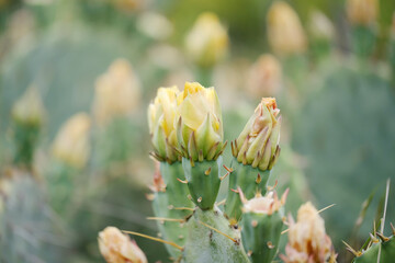 Prickly pear cactus blooms close up during spring in Texas landscape.