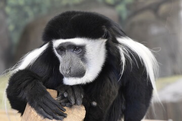 Black and White Colobus resting at Utah's Hogle Zoo