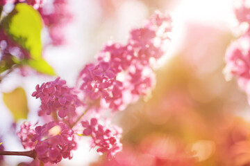 Branches of a beautiful blossoming lilac. Soft focus. Spring background.