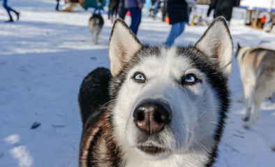 Portrait of a Siberian husky, friendship forever. Pet. Husky