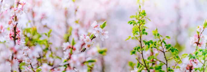 Beautiful panoramic spring scenery with cherry blossom and bokeh background