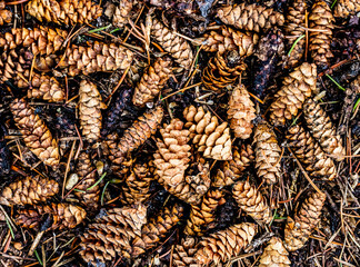 Close up image of pine cones on the ground grouped together