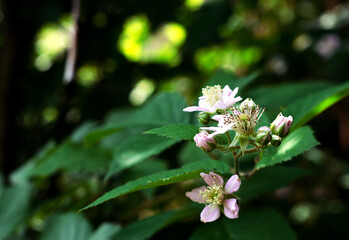 Fototapeta premium Plant background. The flowering of blackberry bushes. Small purple flowers and ovaries of berries with a copy of the space, selective focus