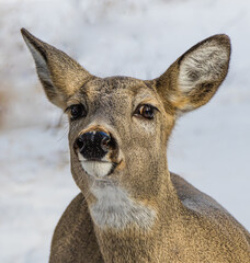 Whitetail deer doe in the winter sniffing the air for danger