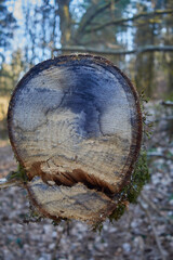 baumstamm im wald, bunt gefärbt; baum abgeholzt