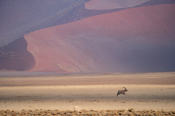 An oryx antilope in the desert of namib