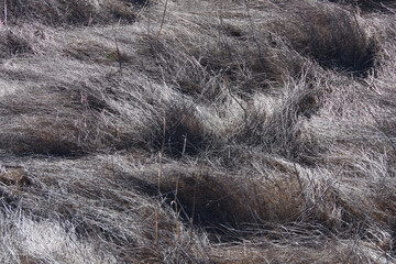 Full frame close-up view of a field of dead and dry grass and plants in winter