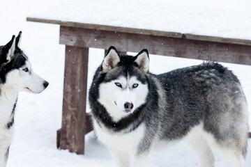 Portrait of a Siberian husky, friendship forever. Pet. Husky