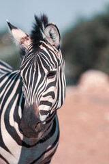 Fototapeta premium grant's zebra portrait