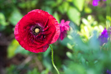 Red Burgundy Ruffled Double Shirley Poppy (Papaver Rhoeas)